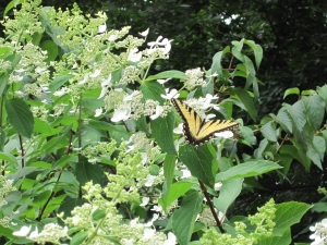 Photo of butterfly on Hydrangea paniculata