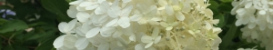 Photo of White Hydrangea
