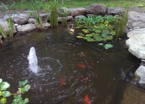 Photo of Koi Pond