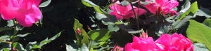 Photo of roses